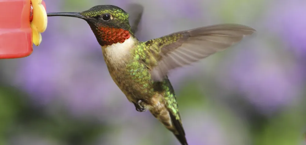 hummingbird eating from feeder