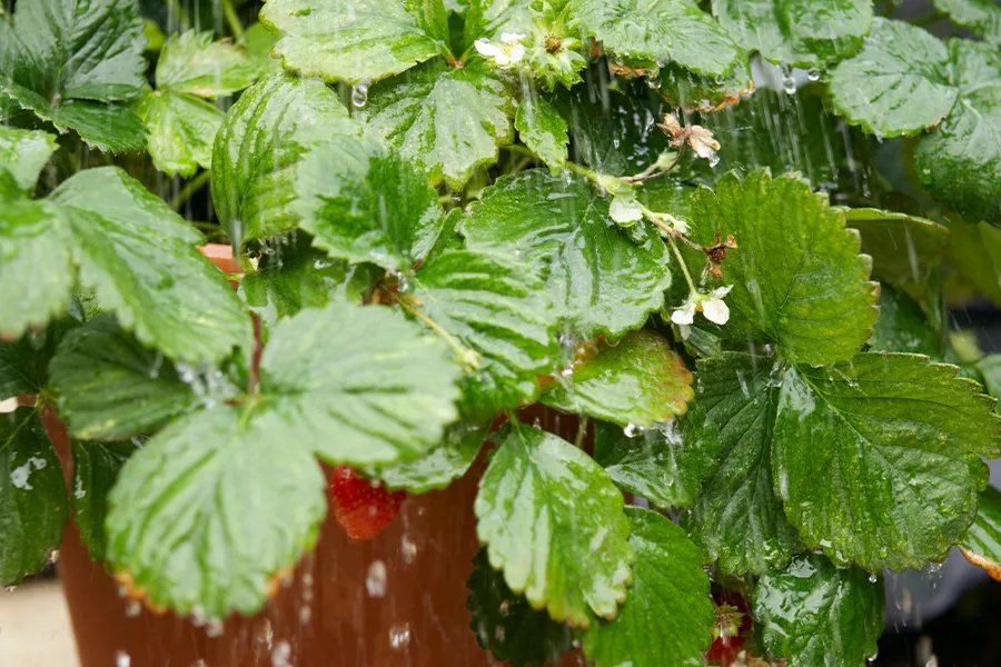 strawberry pot being watered