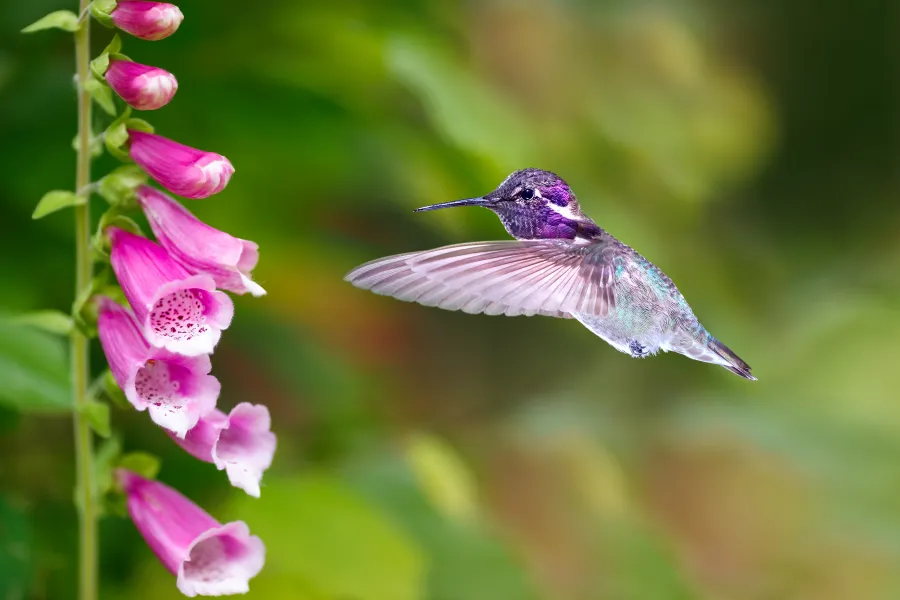 hummingbird with foxglove