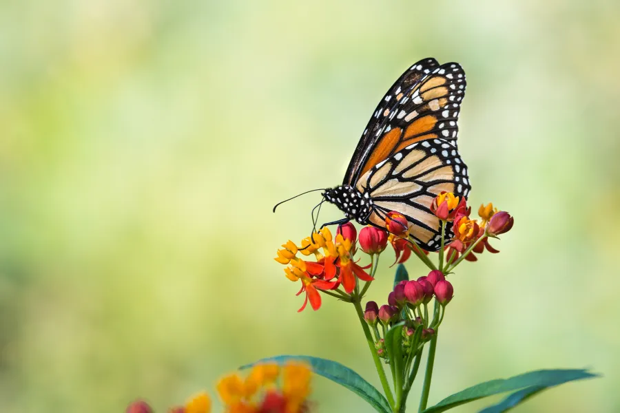 Monarch butterfly feeding on red tropical milkweed
