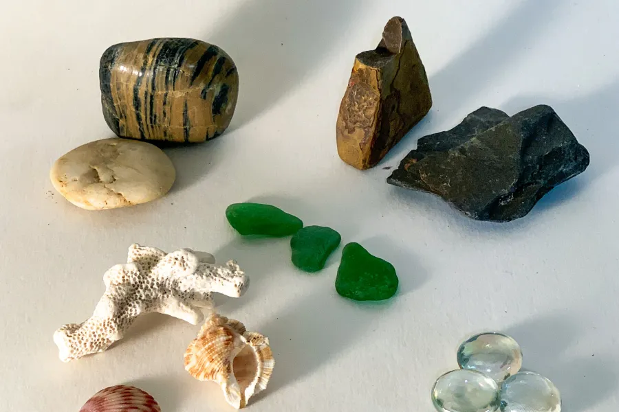 a close up of shells and rocks