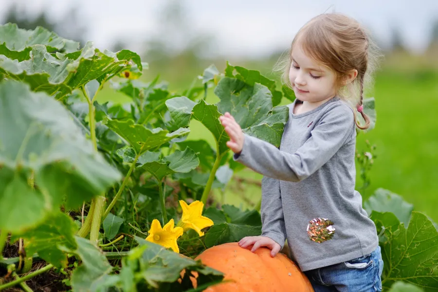 little girl with pumpkins in garden