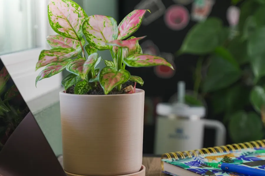 Houseplant to transform a dorm room