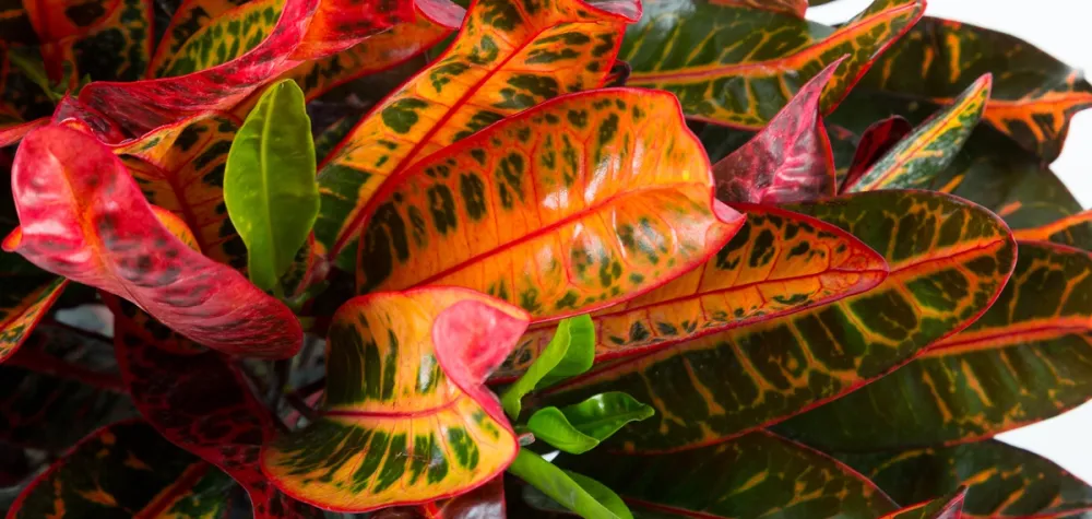 croton houseplant