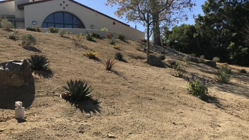 Drought tolerant slope
