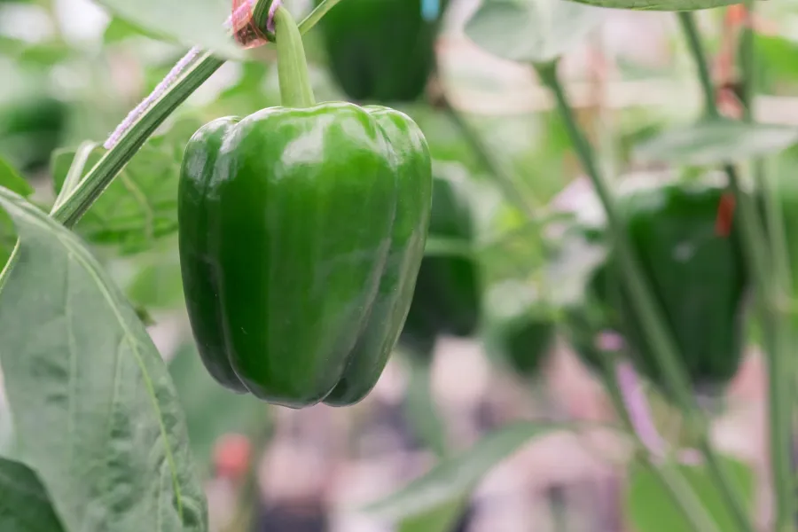 Green Bell Pepper Plant in a Garden