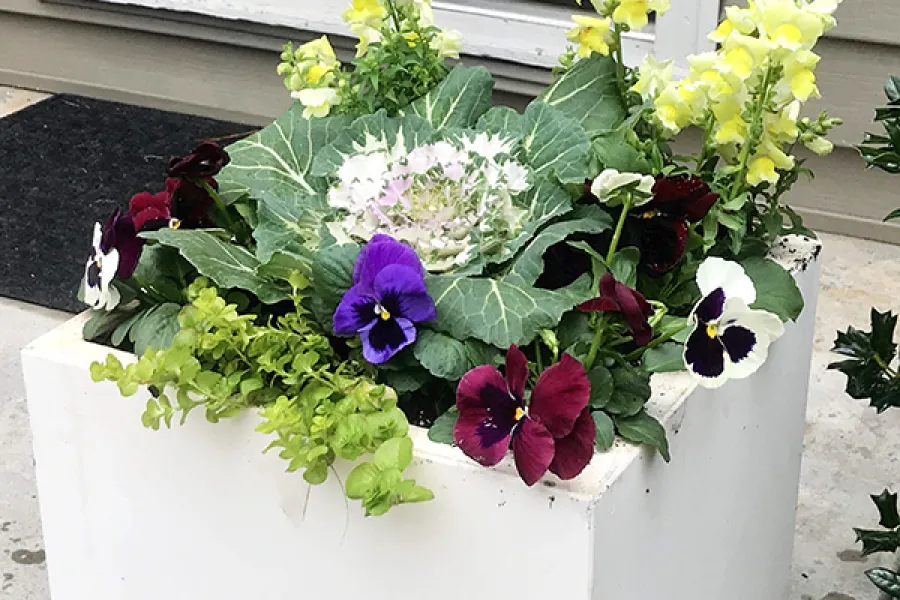 fall container garden with pansies, creeping jenny, ornamental cabbage and snapdragons