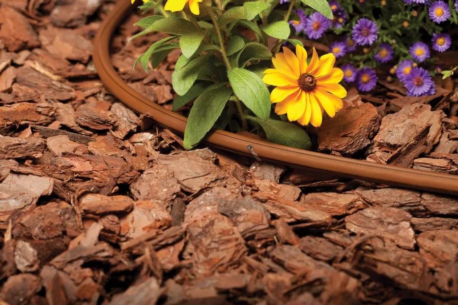 drip irrigation system in garden with mulch