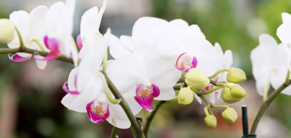 a close up of a flower