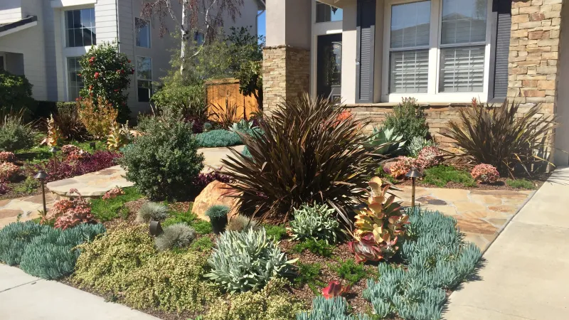A colorful drought tolerant lawn replacement landscape project