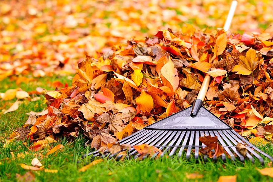 rake on pile of fall leaves