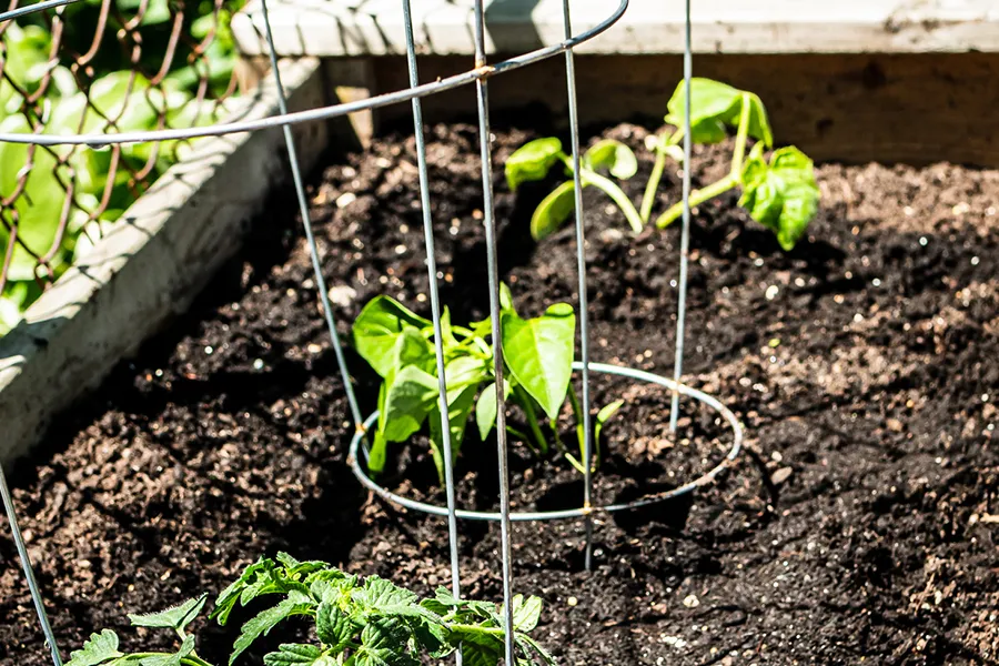 a diagram of a garden