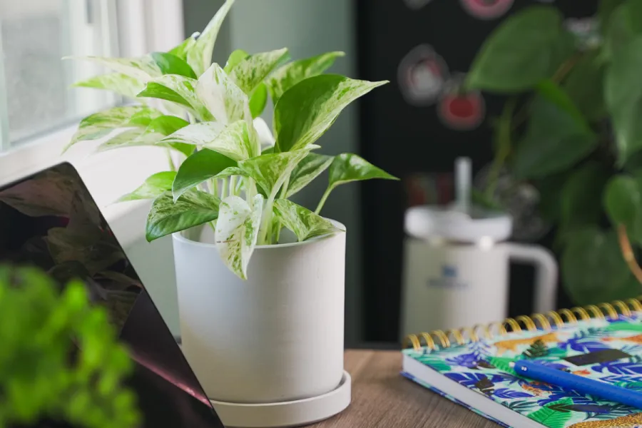 Epipremnum aureum Marble Queen Pothos Plant