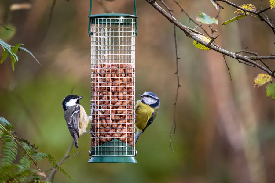birds eating from a feeder