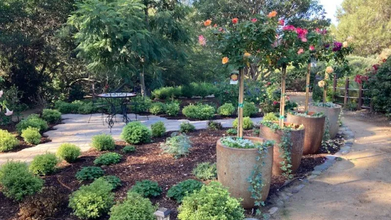 Tree roses in large pots frame this beautiful design