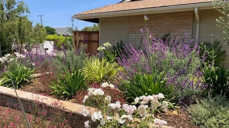 A drought tolerant garden highlighted with iceberg roses