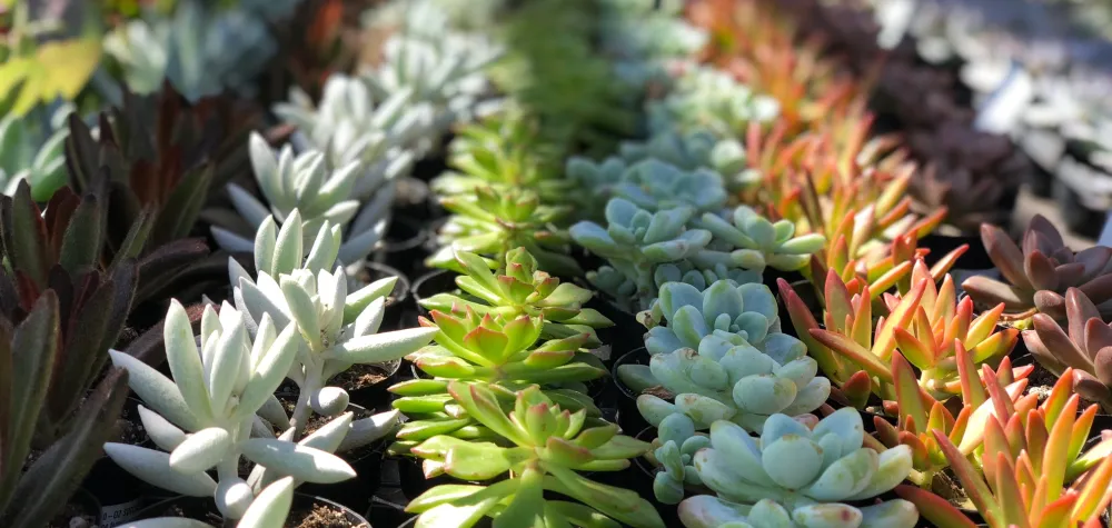 a close up of a plant