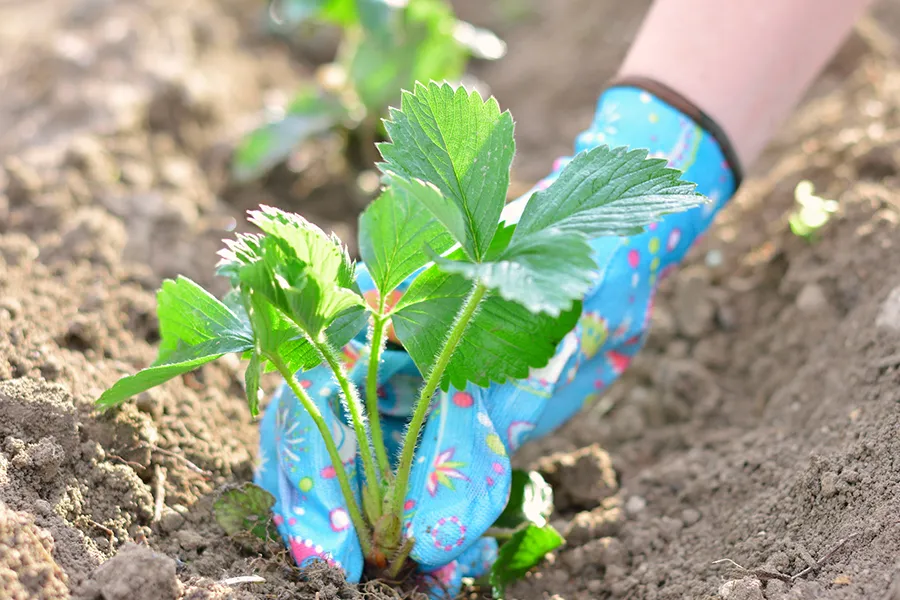 a close up of a green plant