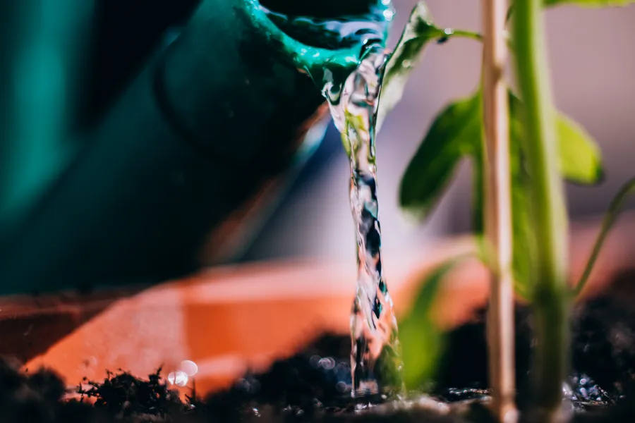 watering plant