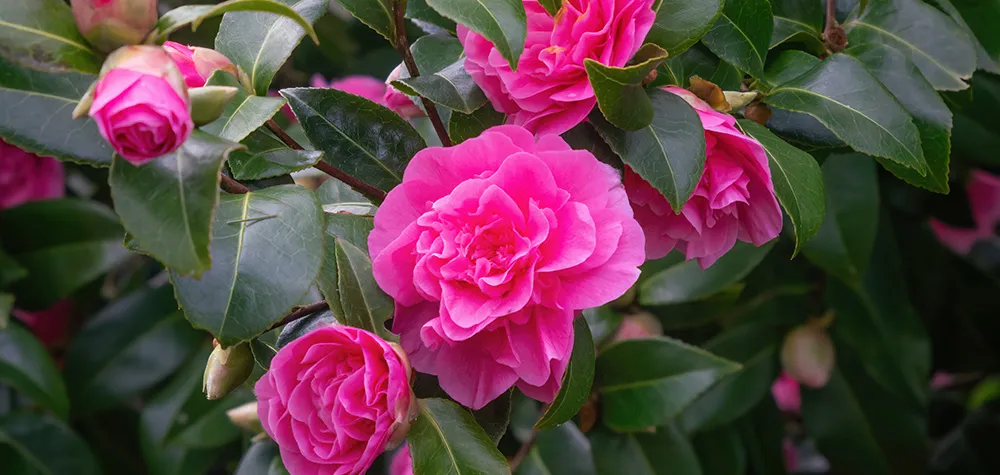pink camellia flowers