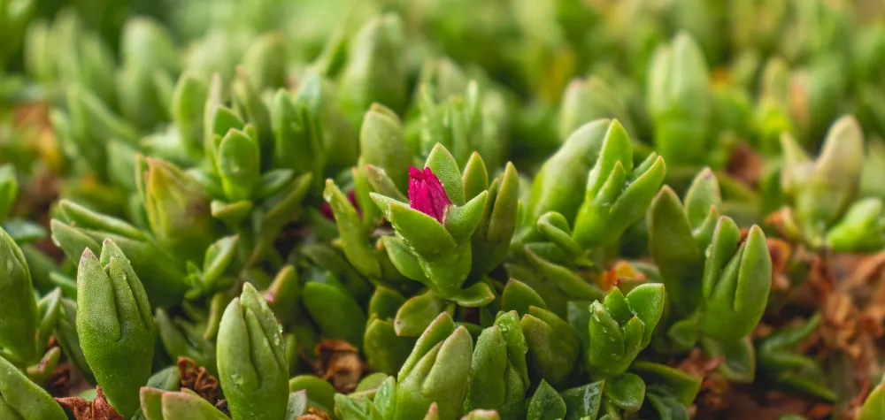 Groundcover Aptenia Red Apple