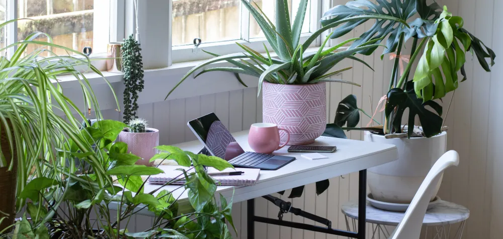 Houseplants on white desk by window