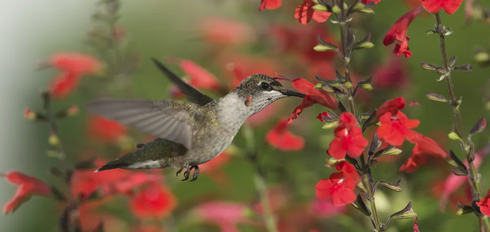 hummingbird eating salvia nectar