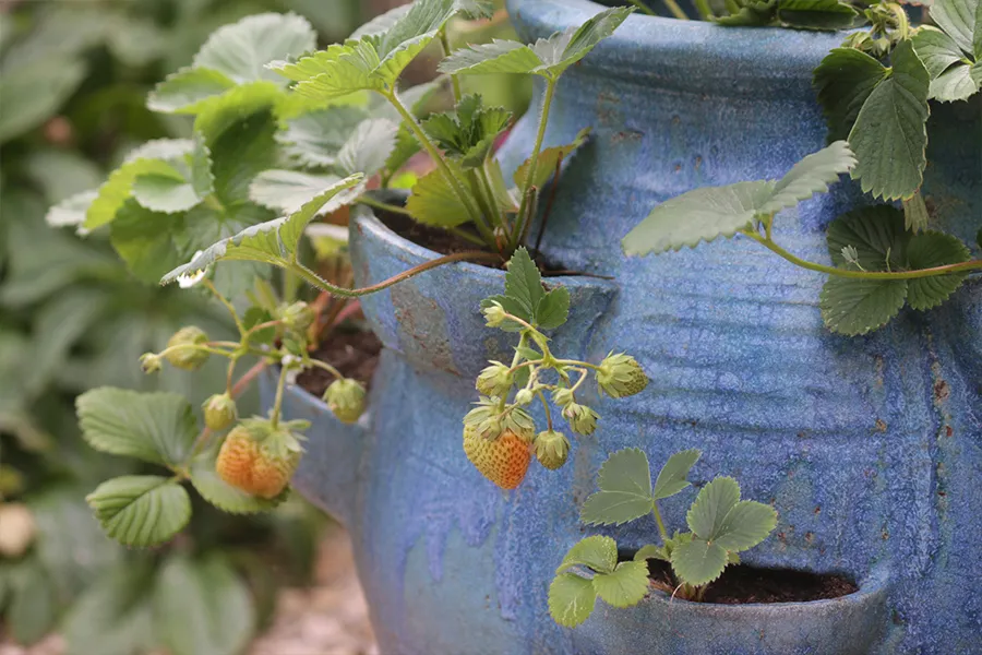 strawberry plants growing in pot with flowers