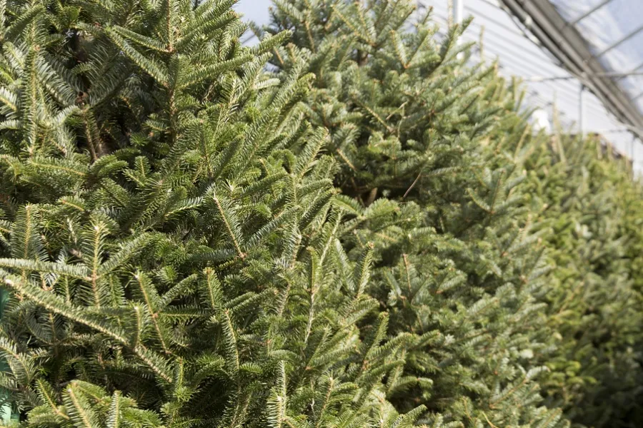 picking a Christmas tree