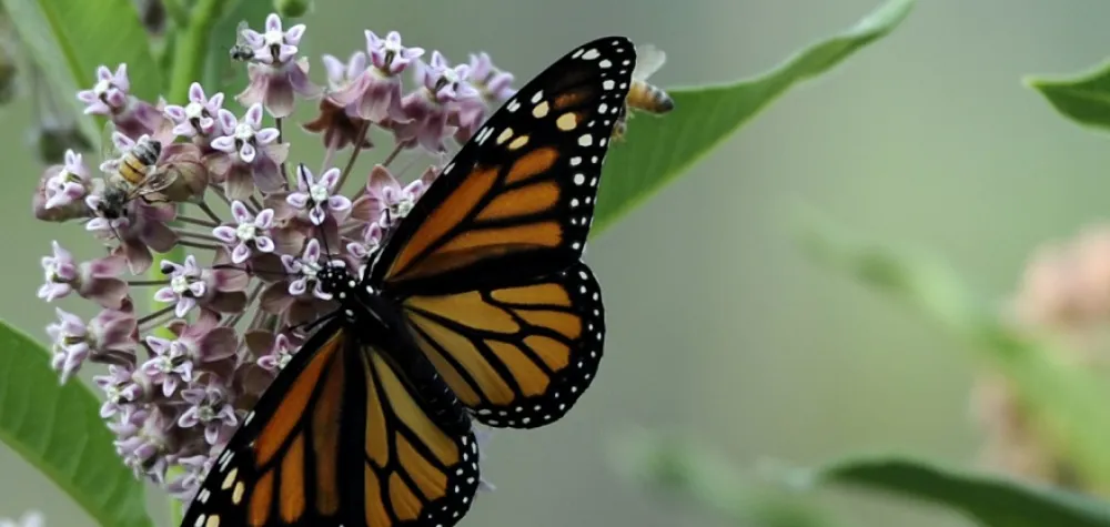 Monarch butterfly feeding on purple native milkweed