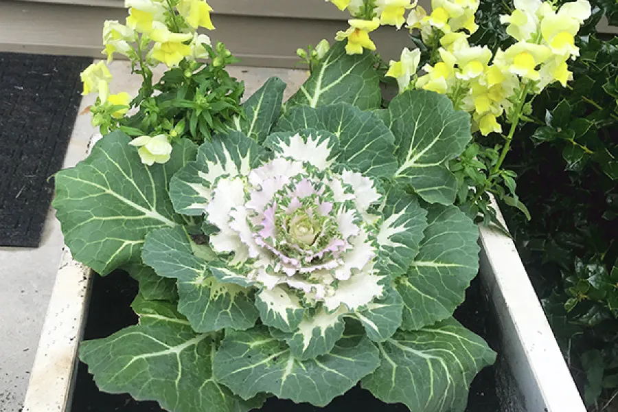 ornamental cabbage with yellow snapdragons in a pot