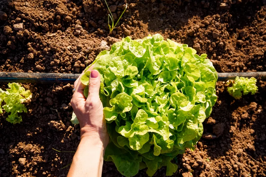 growing lettuce using drip irrigation system