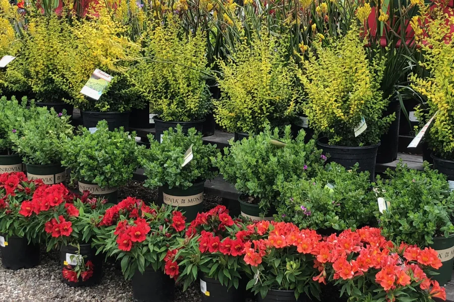 Shrubs in Armstrong store