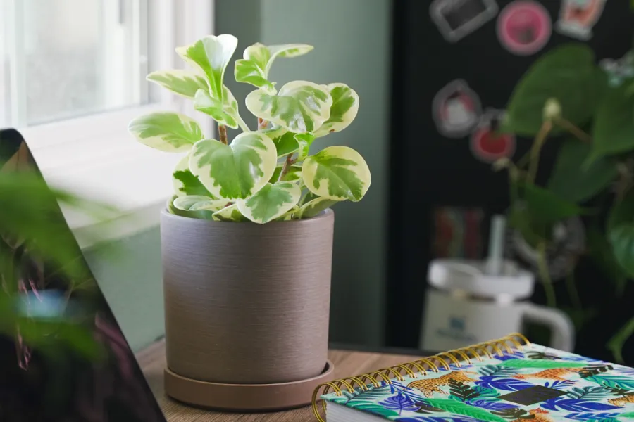 Peperomia obtusifolia Variegated