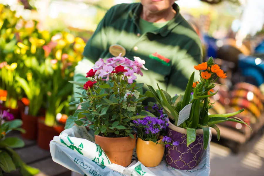 a vase of flowers on a table