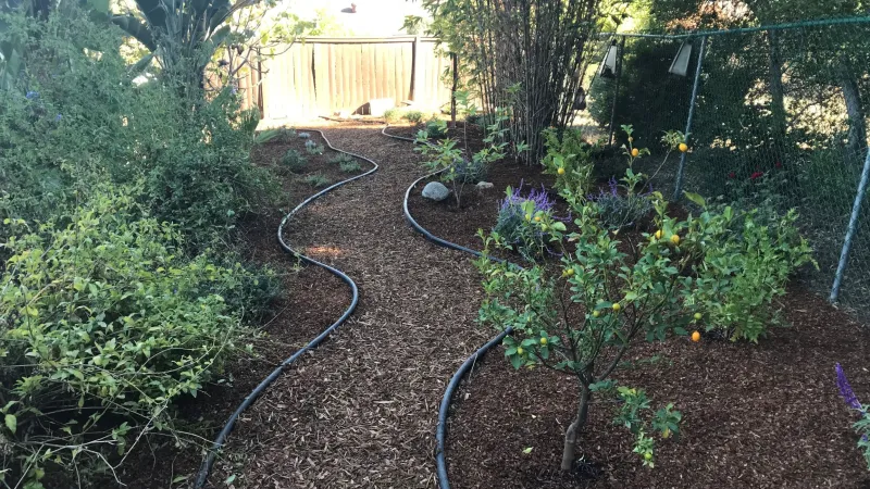 An inviting pathway through the garden