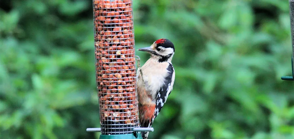 woodpecker at bird feeder