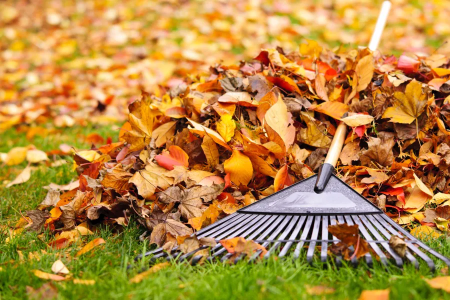 leaves with rake