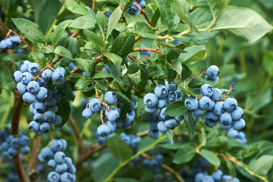 blueberry bush