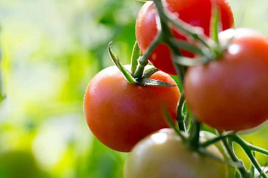 a close up of a tomato