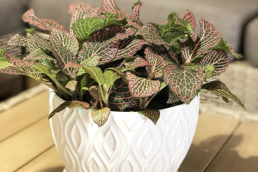 Pink and green fittonia houseplant in white glazed pot