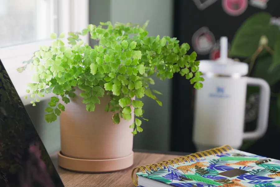 Adiantum raddianum Maidenhair Fern