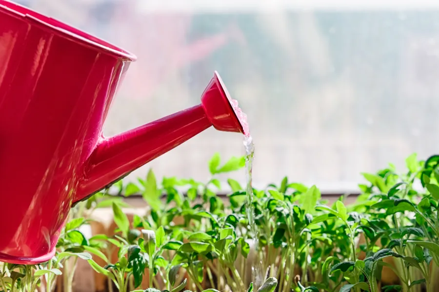 watering tomato plant