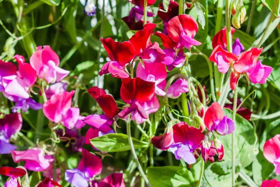 sweet pea flowers