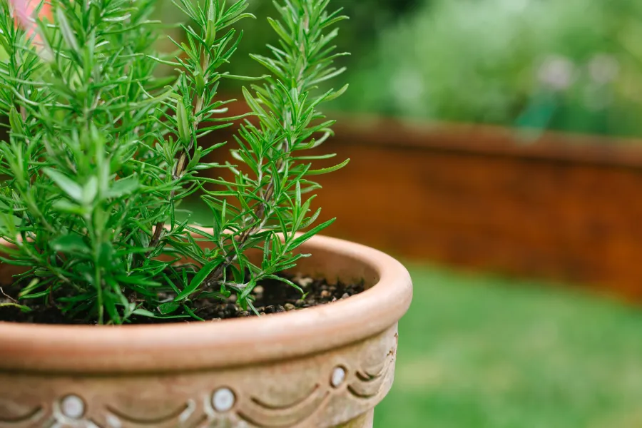 rosemary in flowerpot