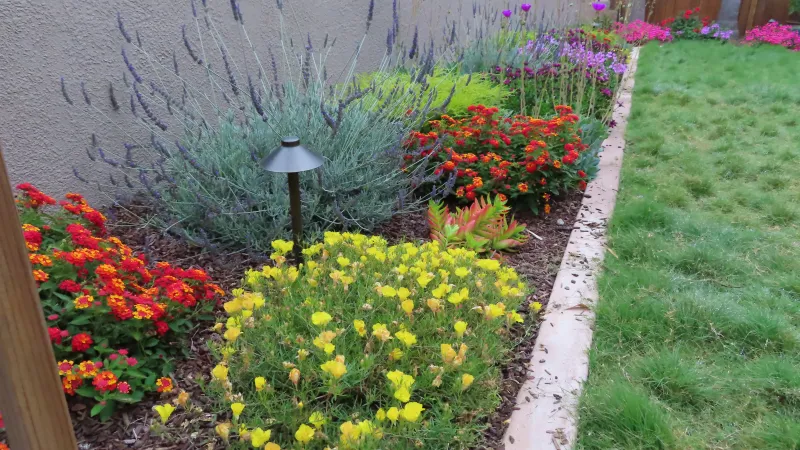 Incredible summer blooms along a drought tolerant grass lawn.