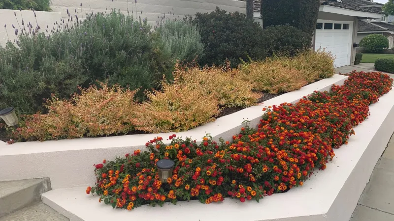 Colorful lantana brighten up this modern tiered flower bed.