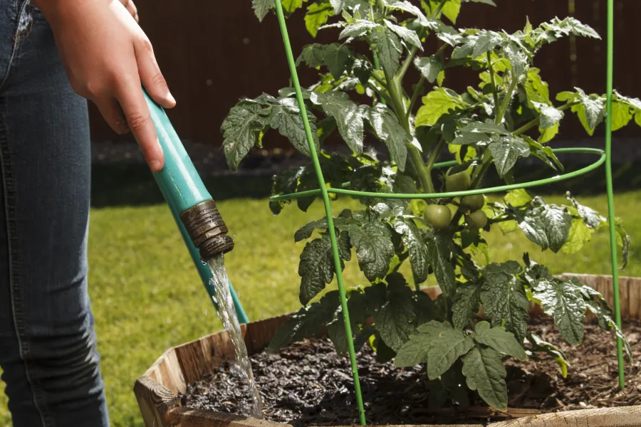 watering tomato plant