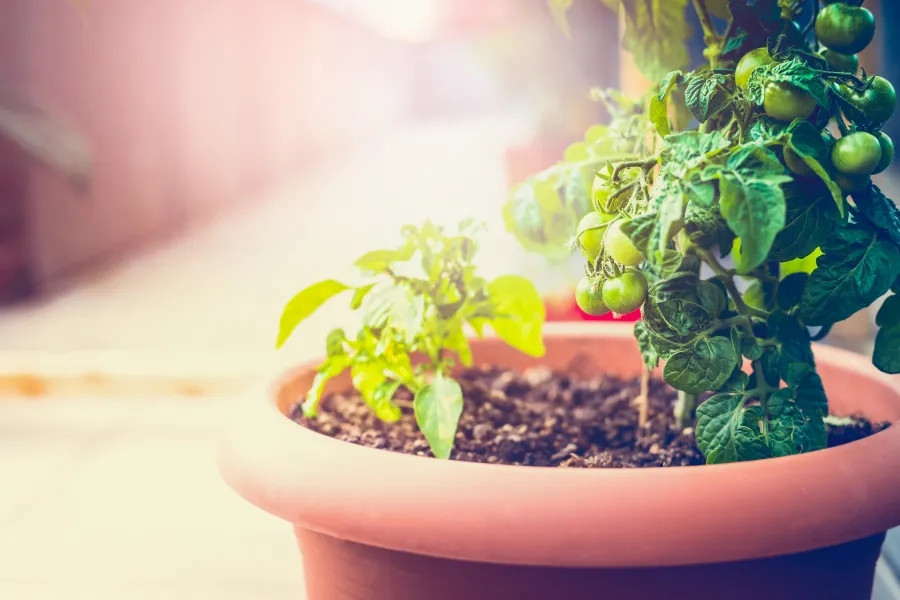 tomatoes in pot in sunlight