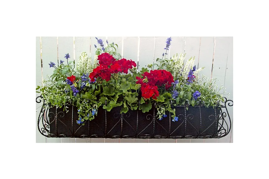 Patriotic windowbox with geraniums, evolvulus, salia, angelonia and euphorbia